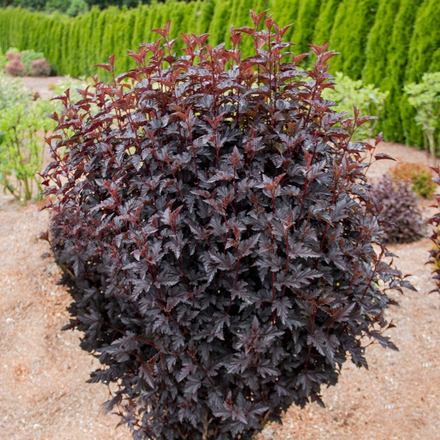 Physocarpus Panther® Ninebark