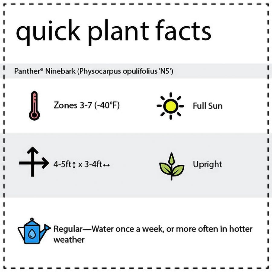 Physocarpus Panther® Ninebark