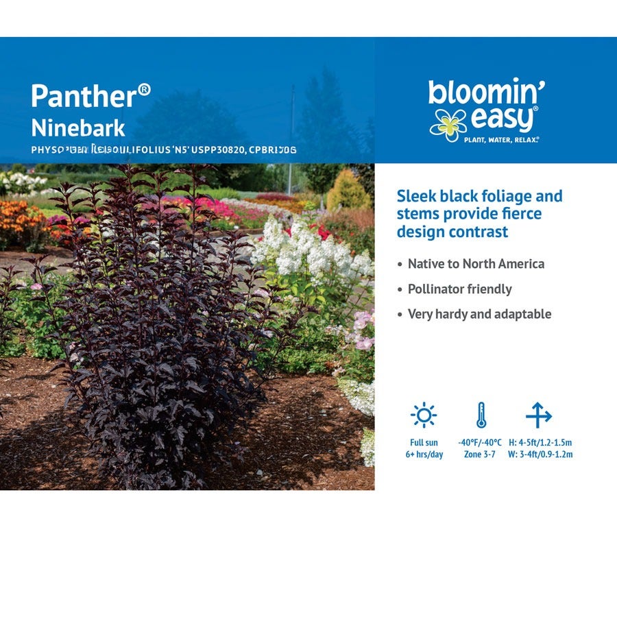 Physocarpus Panther® Ninebark