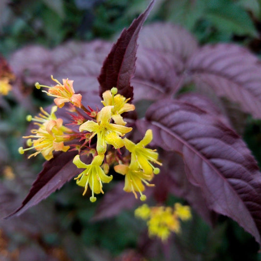 Diervilla Nightglow™ Bush Honeysuckle