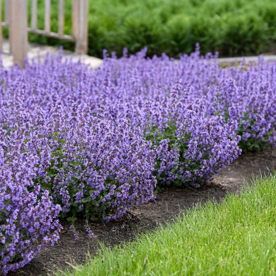 'Cat's Pajamas' Catmint