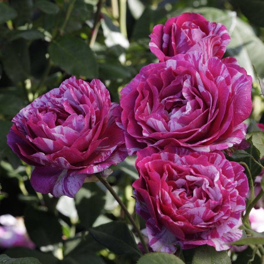 Show your Stripes Grandiflora Rose