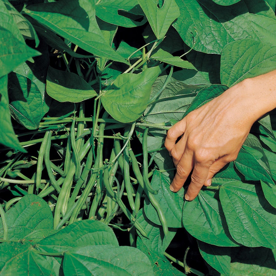 jade bush bean plant Jade Organic Bush Bean Seeds
