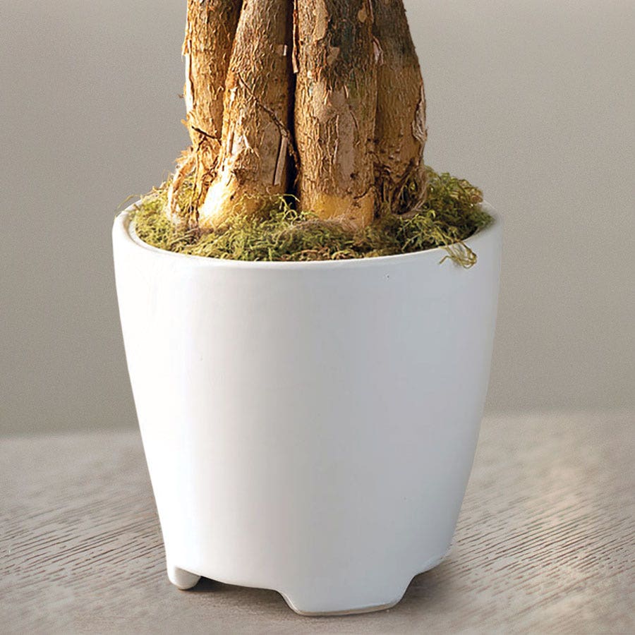 Money Tree