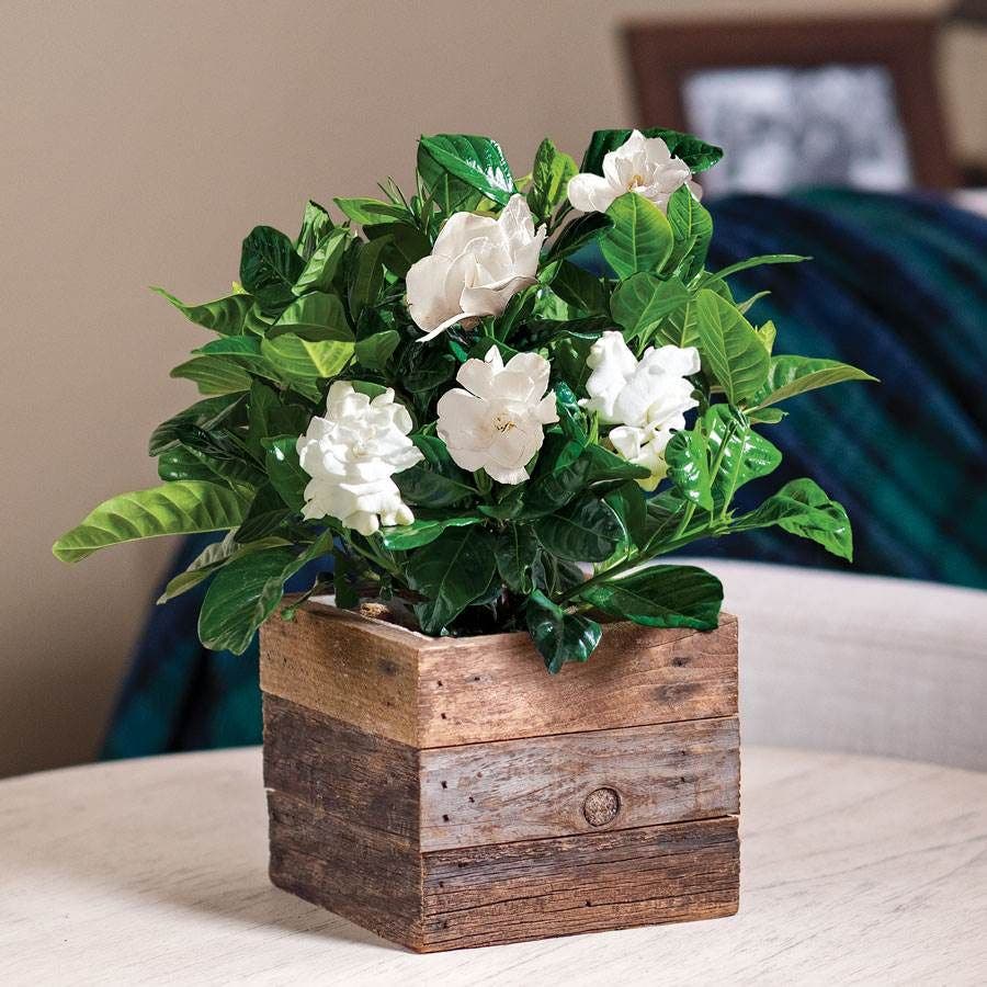 are gardenias indoor plants Gardenia in Reclaimed Wood – Park Seed
