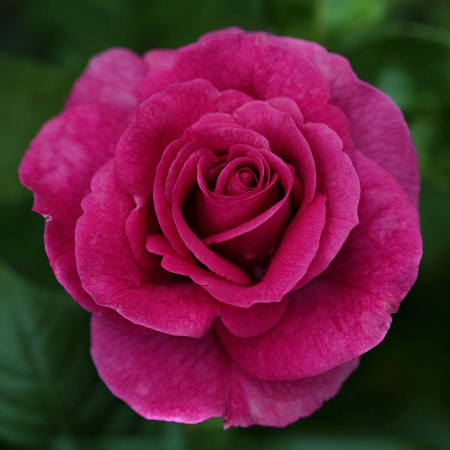 Sweet Intoxication Floribunda Rose