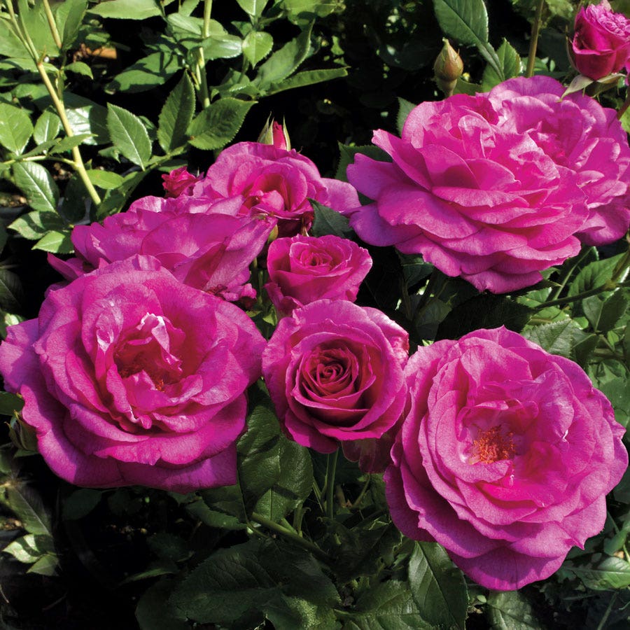 Sweet Intoxication Floribunda Rose