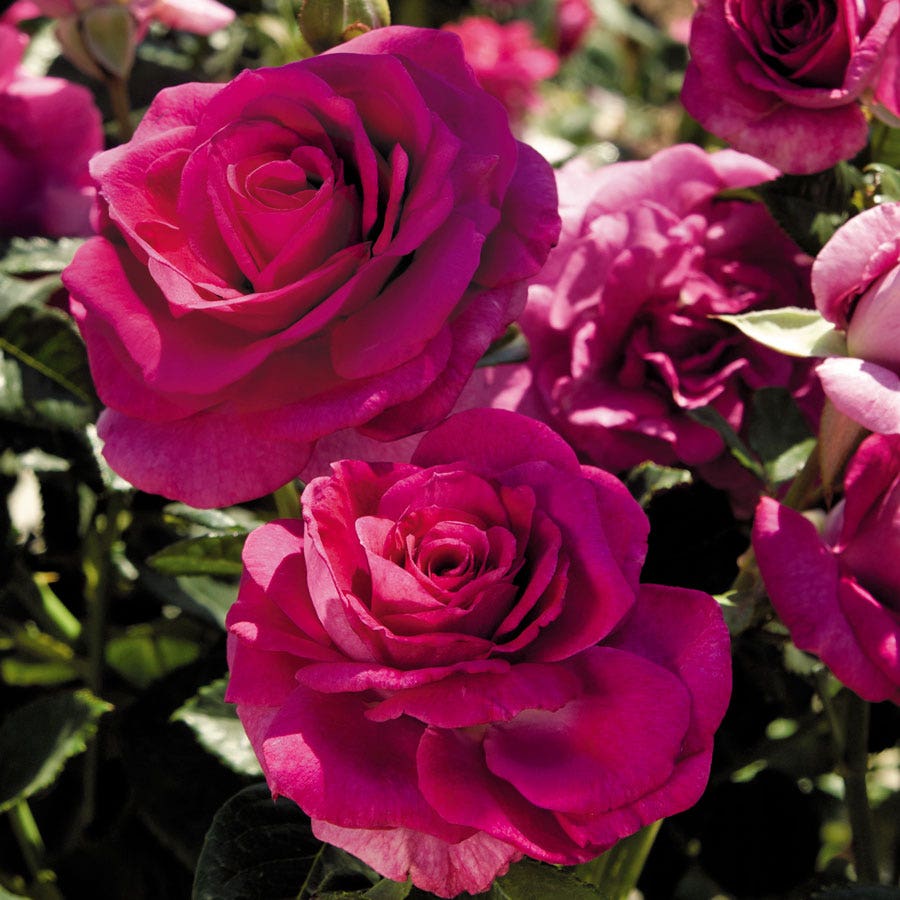 Sweet Intoxication Floribunda Rose