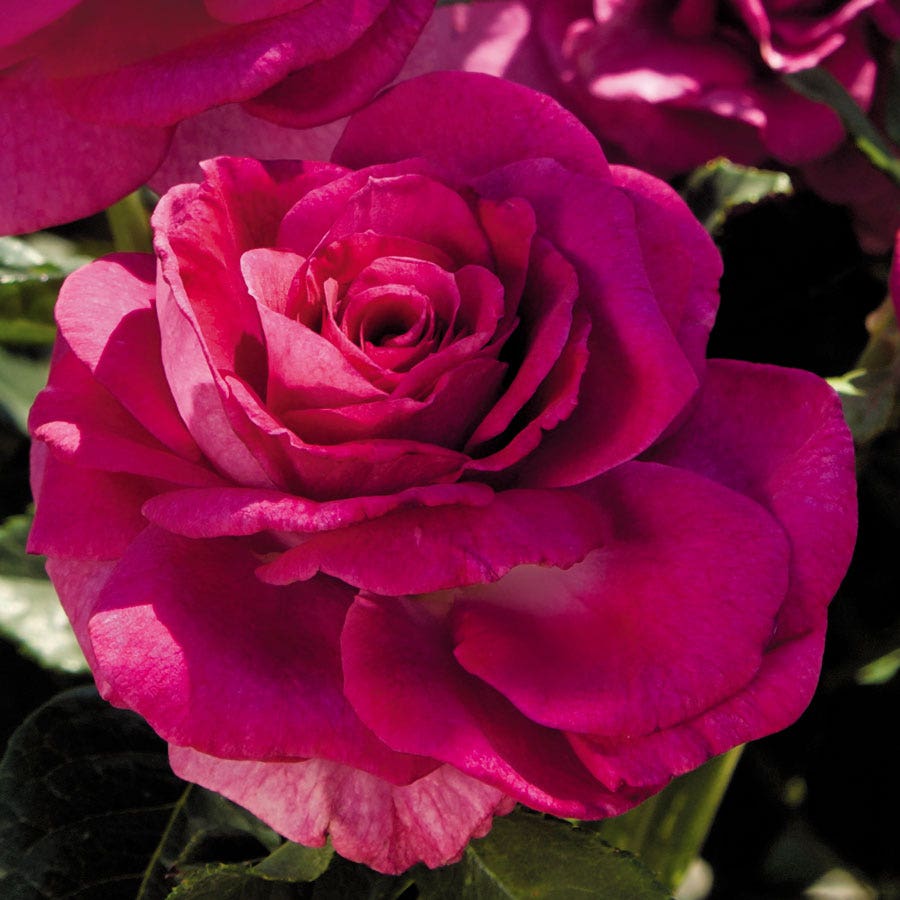 Sweet Intoxication Floribunda Rose