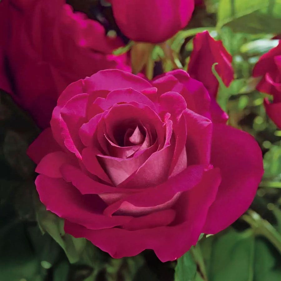 Sweet Intoxication Floribunda Rose