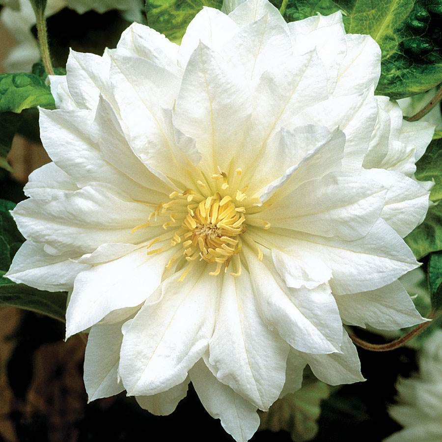 Clematis 'Duchess of Edinburgh'