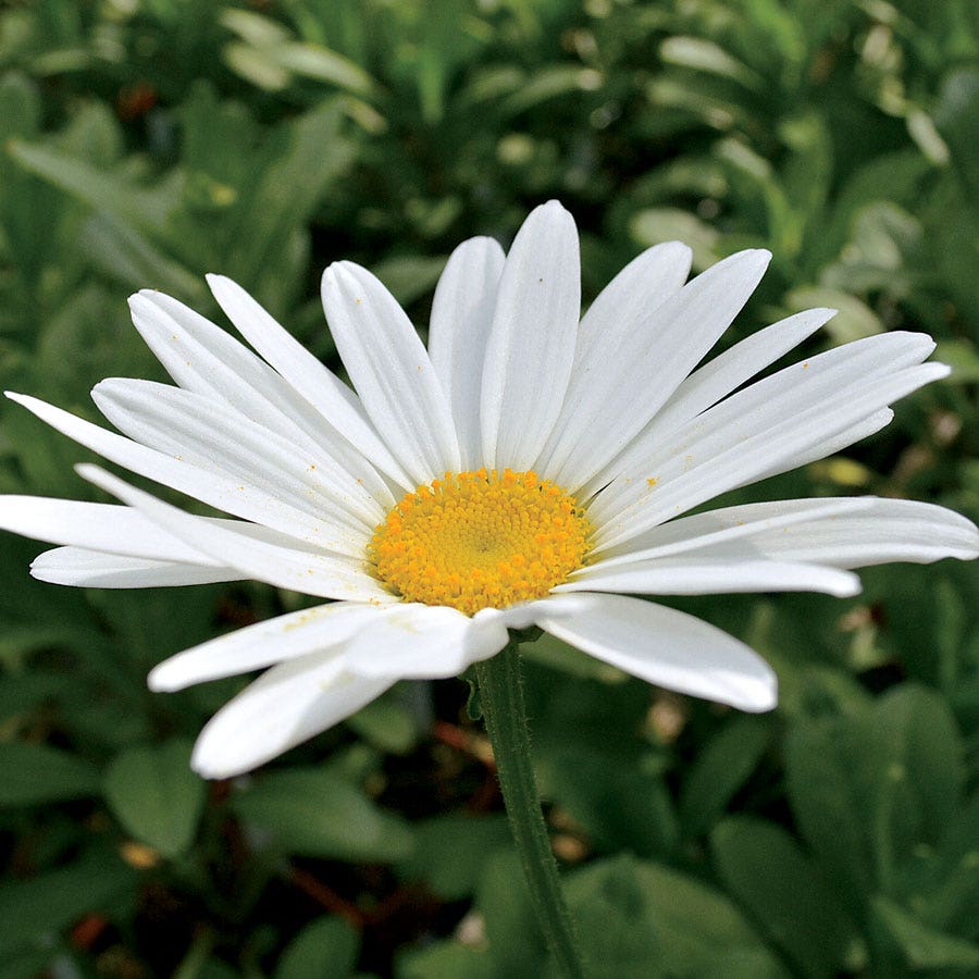 margarita flower seeds Leucanthemum 'Becky' Daisy