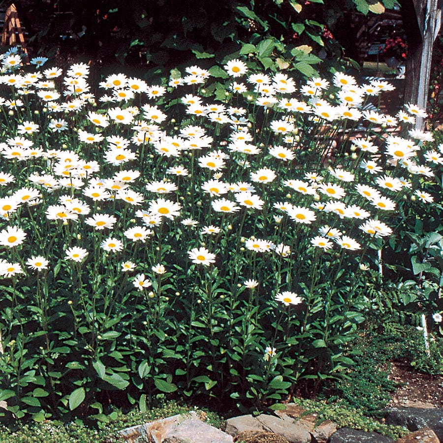 Leucanthemum 'Becky' Daisy