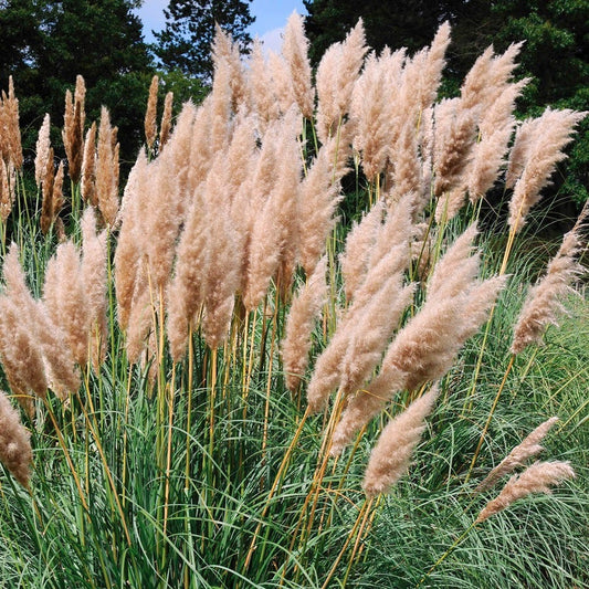 Cortaderia 'Rosea' Pink Pampas Grass