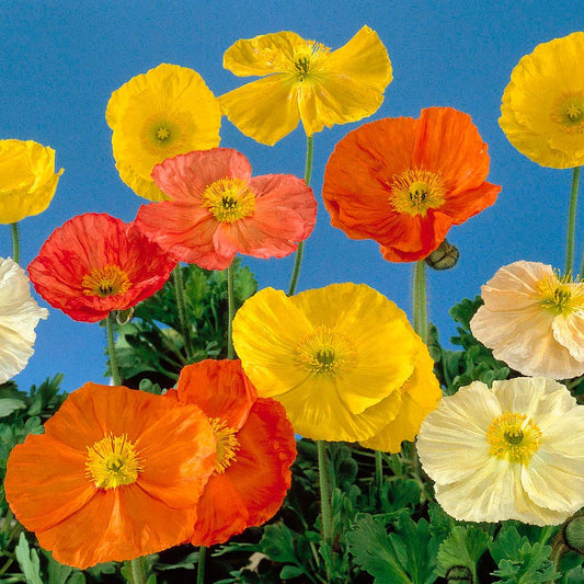 Papaver 'Wonderland Mix' Poppy