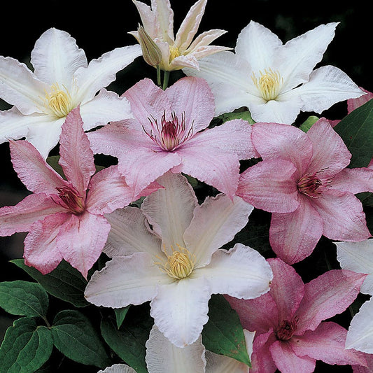 Clematis 'Hagley'