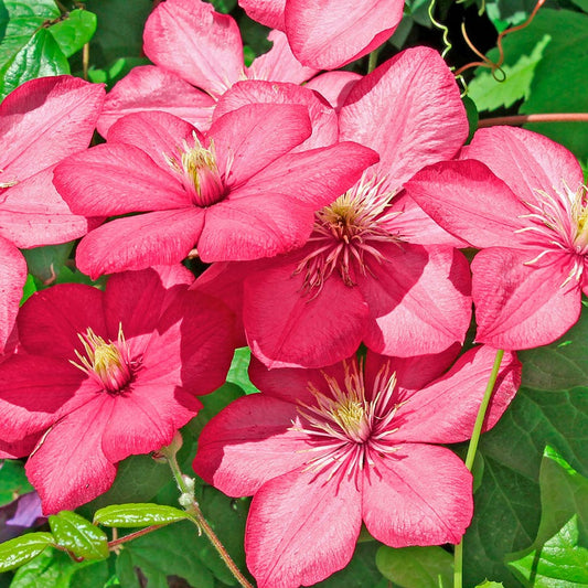 Clematis 'Comtesse de Bouchard'