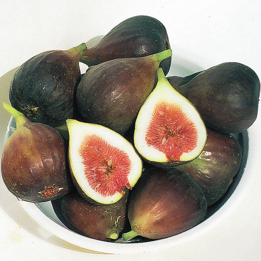 Ficus 'Brown Turkey' Fig