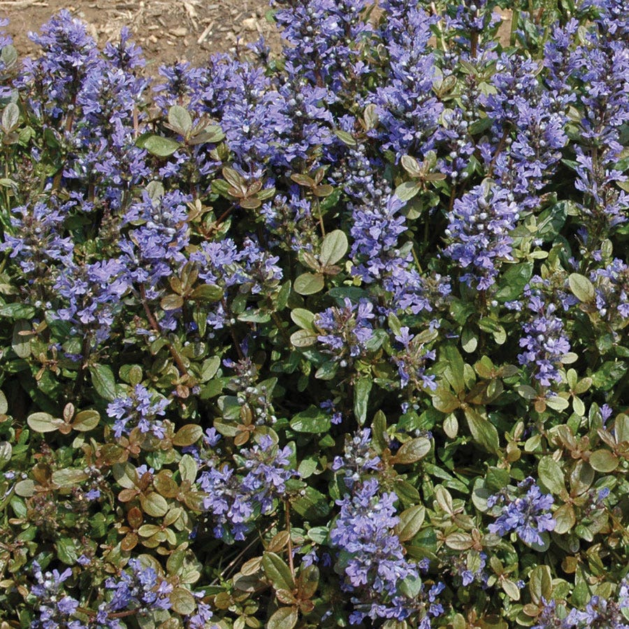 Ajuga 'Chocolate Chip' Bugleweed