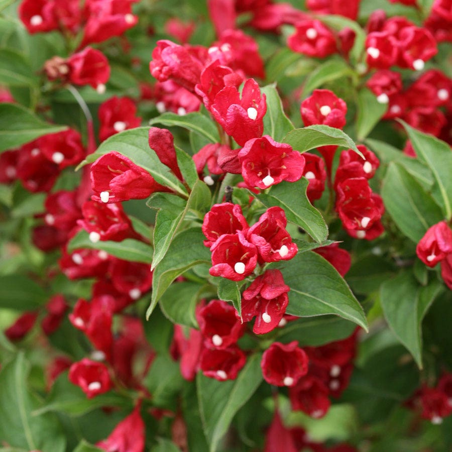 Weigela Sonic Bloom® Red