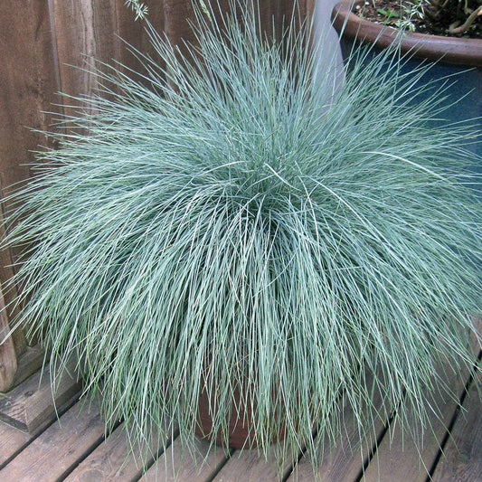 Festuca Beyond Blue™ Ornamental Fescue