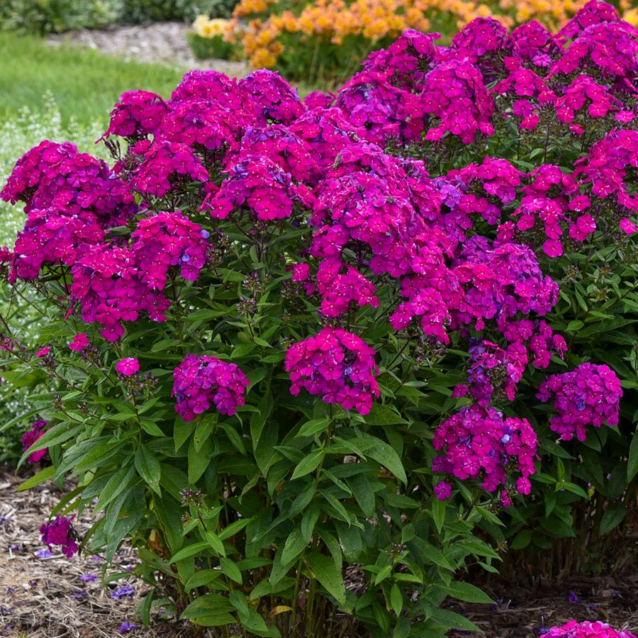 Phlox Luminary™ 'Ultraviolet'