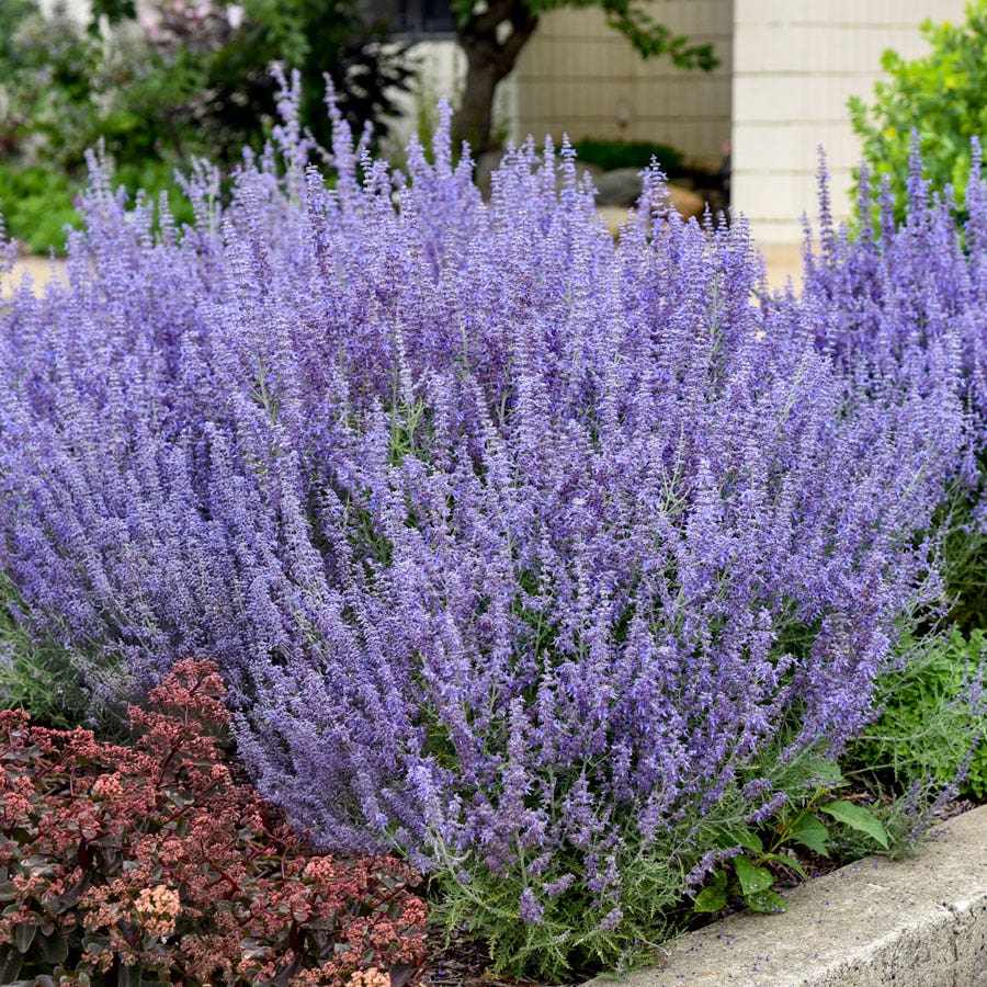 Perovskia 'Denim 'n Lace' Russian Sage