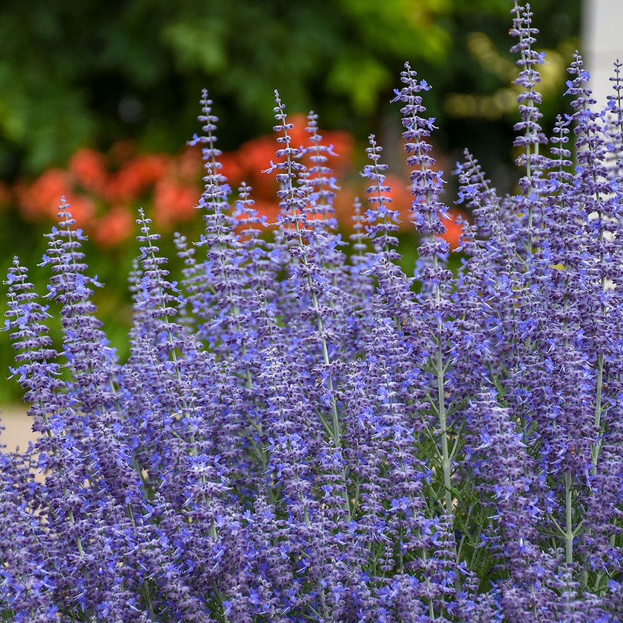 Perovskia 'Denim 'n Lace' Russian Sage