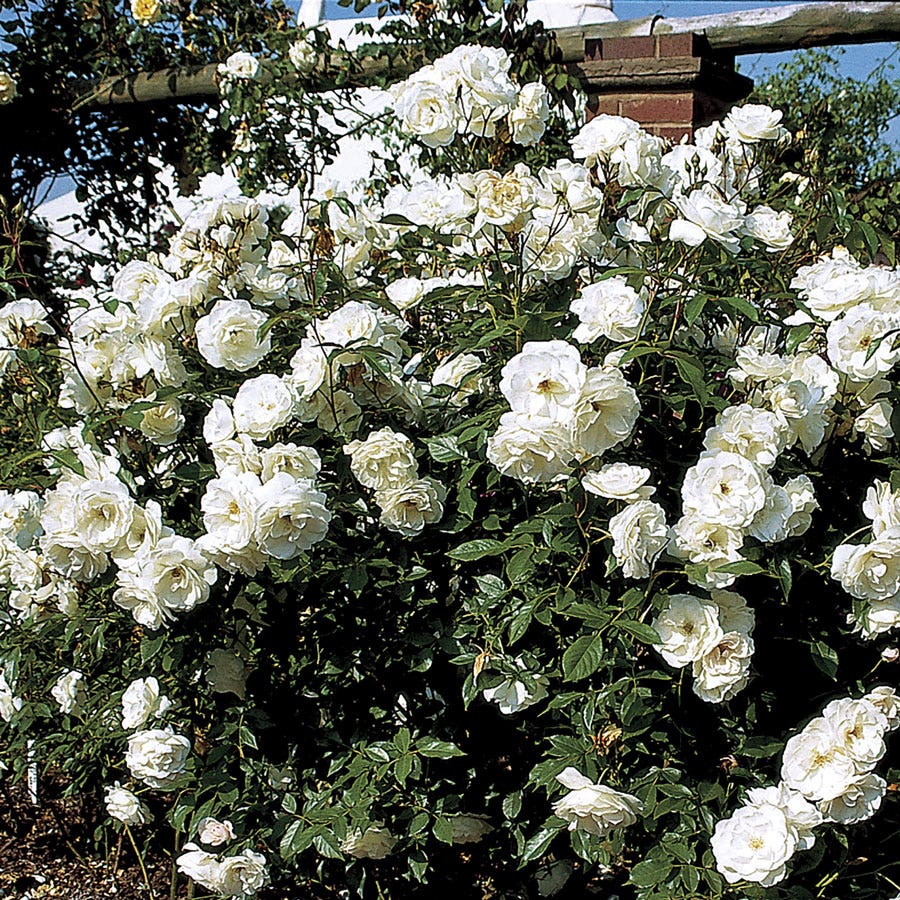 Iceberg Climbing Rose