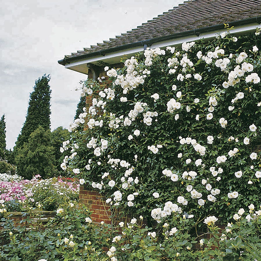 Iceberg Climbing Rose