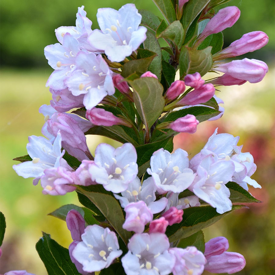 Weigela Towers of Flowers® Apple Blossom