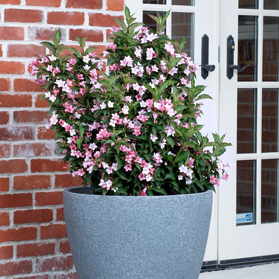 Weigela Towers of Flowers® Apple Blossom