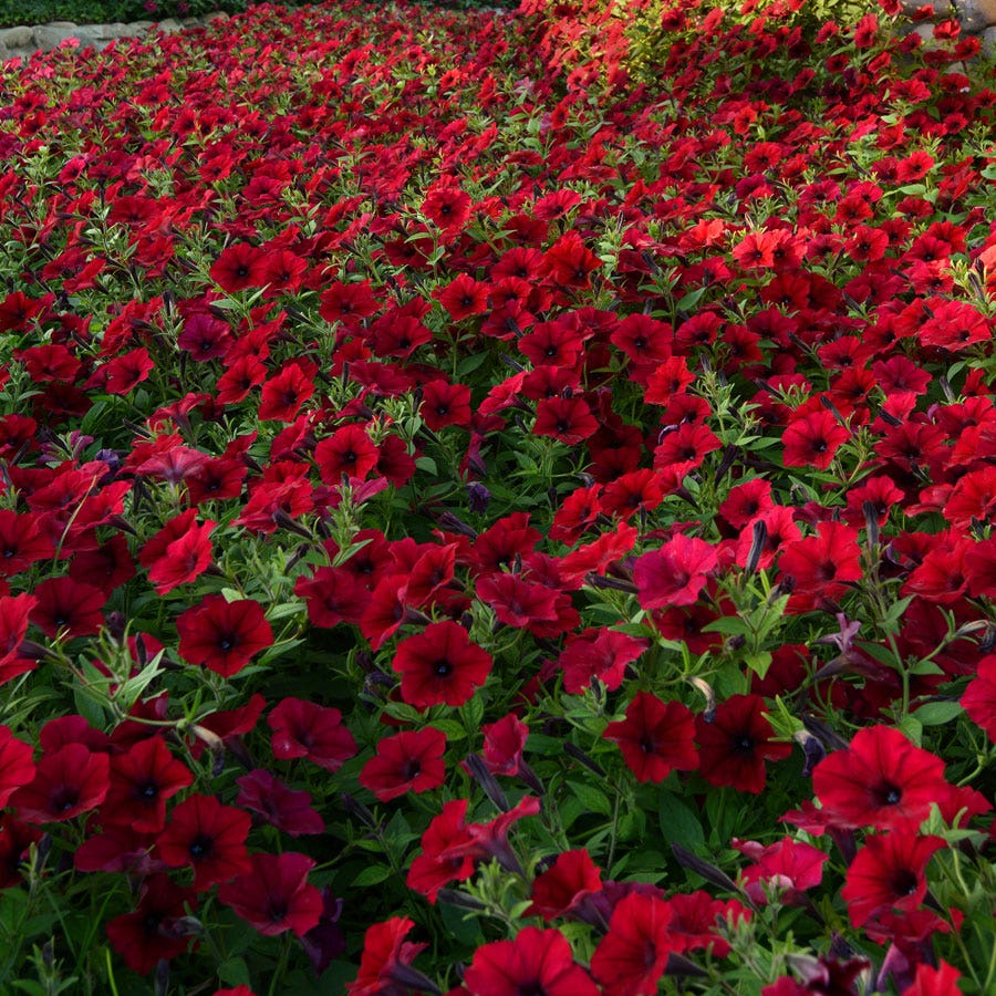 Tidal Wave® Red Velour Petunia Seeds