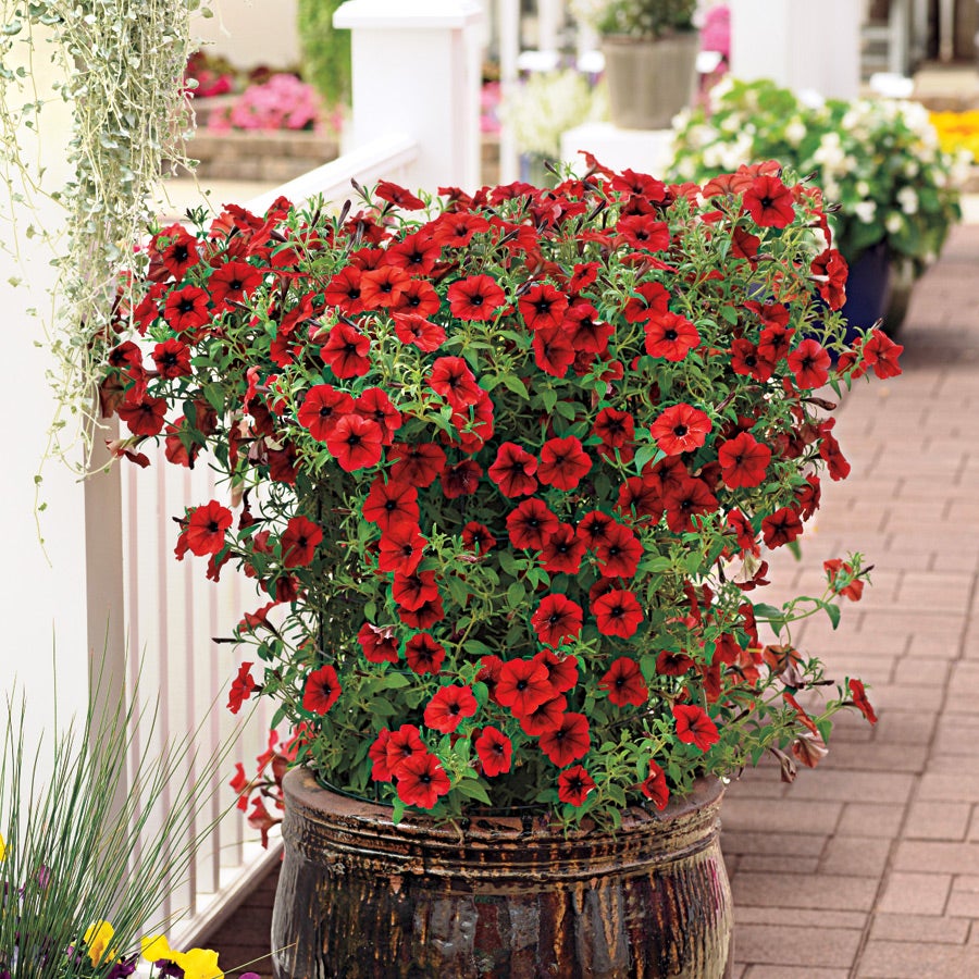 Tidal Wave® Red Velour Petunia Seeds