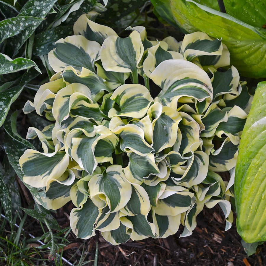 Hosta 'Mini Skirt' Plantain Lily