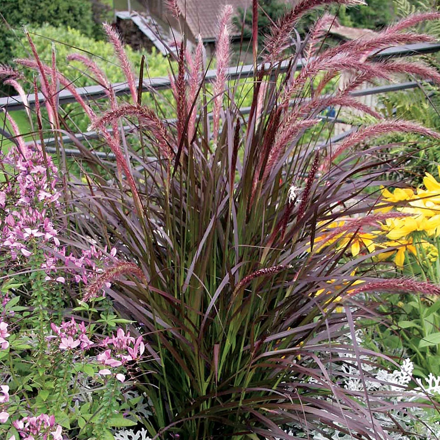 Pennisetum 'Rubrum' Fountain Grass
