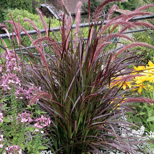 Pennisetum 'Rubrum' Fountain Grass