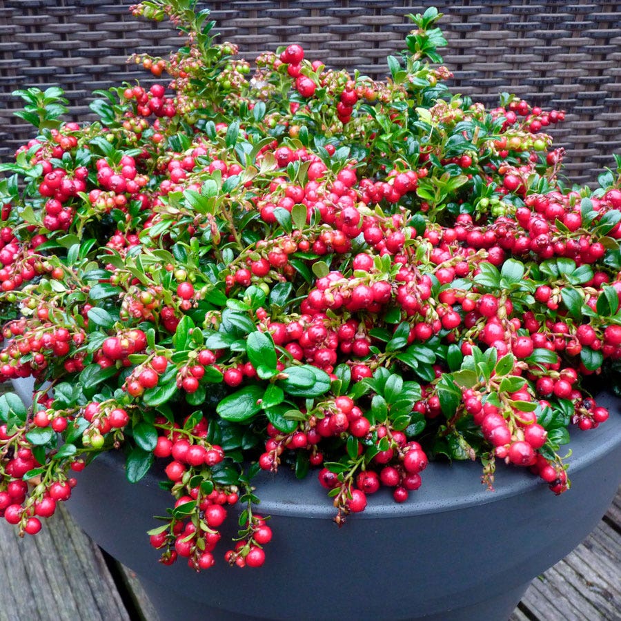 Vaccinium 'Red Candy' Lingonberry