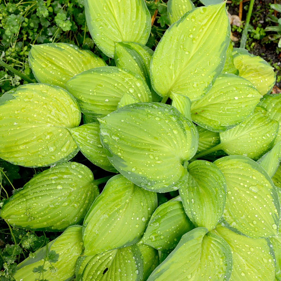 Hosta 'Stained Glass' Plantain Lily