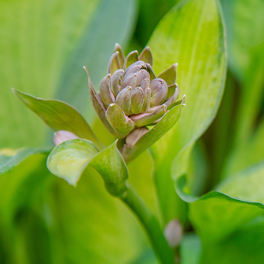 Hosta 'Stained Glass' Plantain Lily