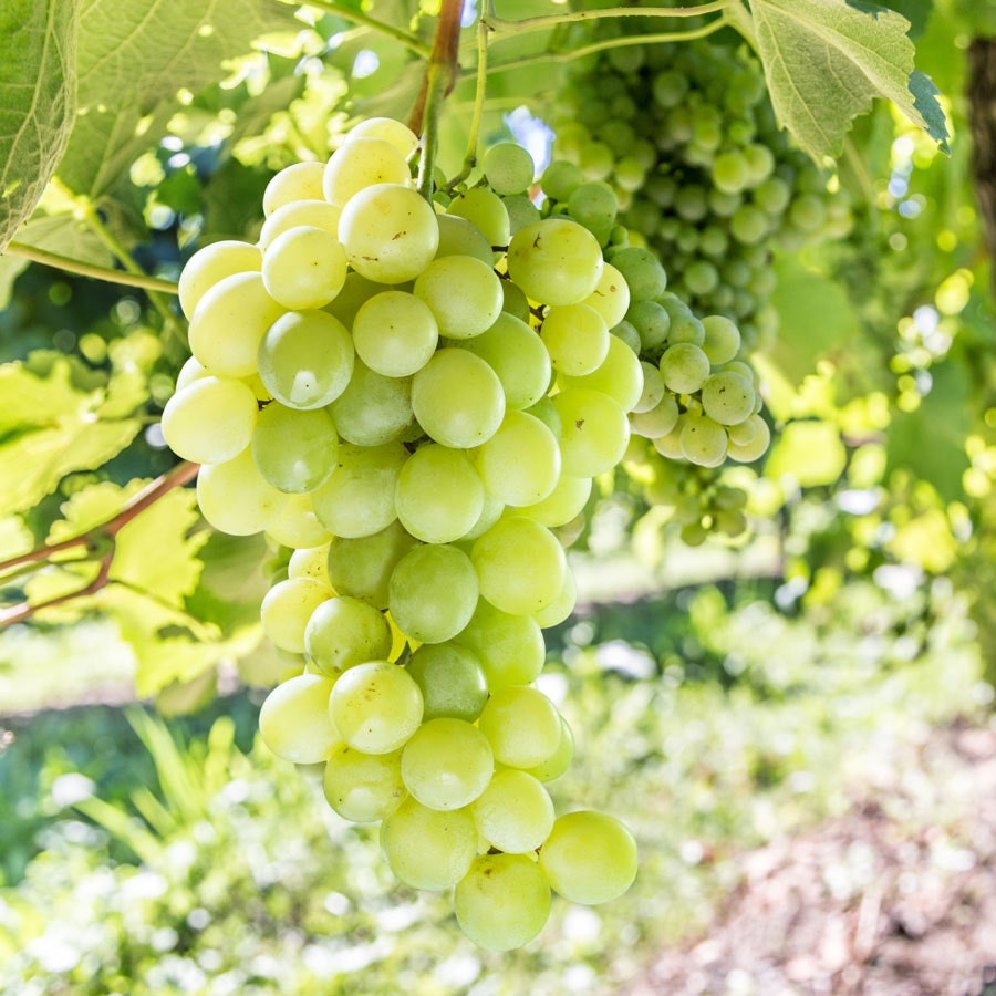Vitis Himrod White Seedless Grape