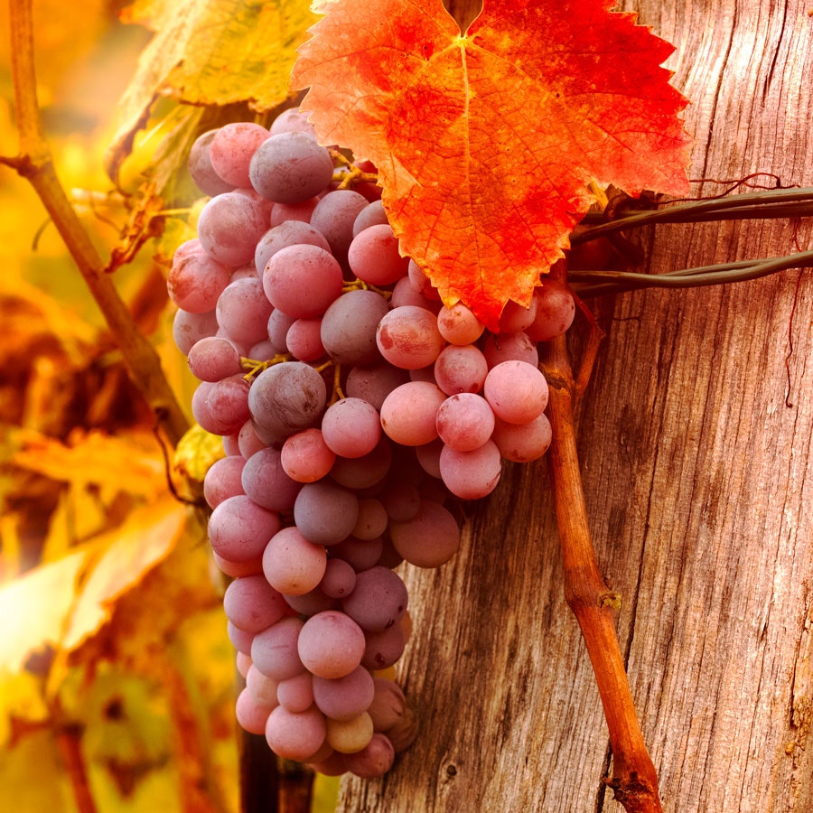 Vitis Reliance Red Seedless Grape