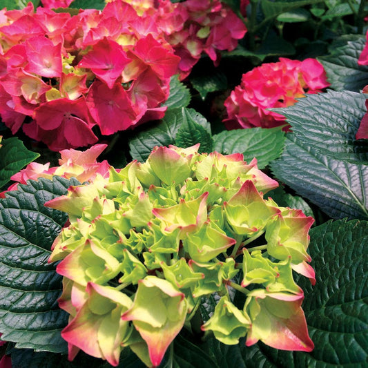 Hydrangea 'Glowing Embers' Bigleaf Hydrangea
