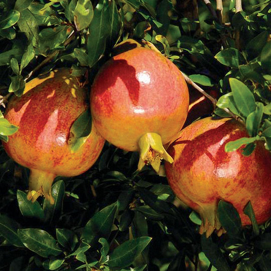 Punica 'Sochi' Dwarf Pomegranate