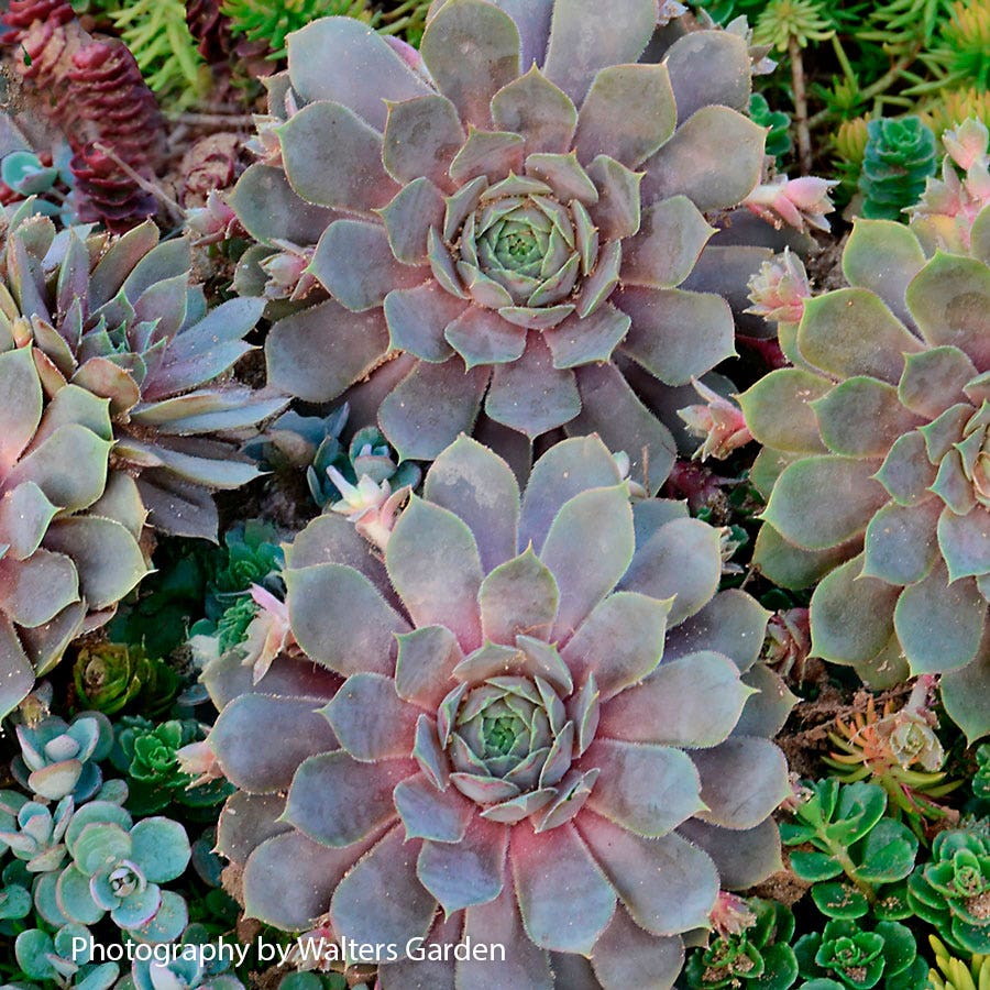 Sempervivum 'Pacific Blue Ice' Hens & Chicks