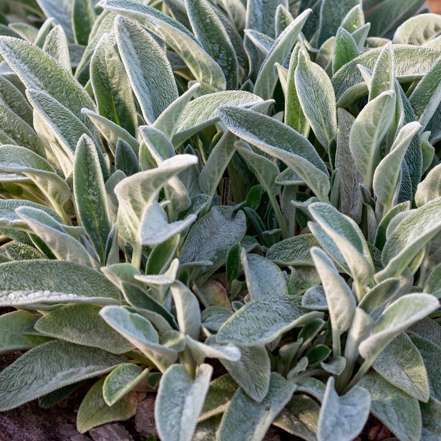 Stachys 'Helene von Stein' Lambs Ear