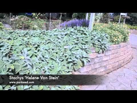 Stachys 'Helene von Stein' Lambs Ear