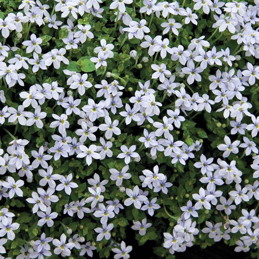 creeper plant seeds Isotoma Blue Star Creeper