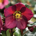 Graines De Fleurs Helleborus (Rose De Noël) - Mélange De Couleurs, Sachet De 5 Graines - 6