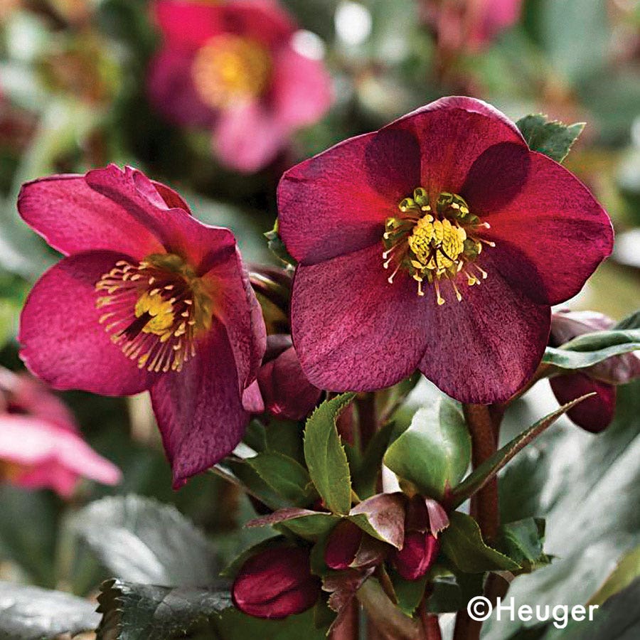 Helleborus HGC® Ice N' Roses® Red Hellebore